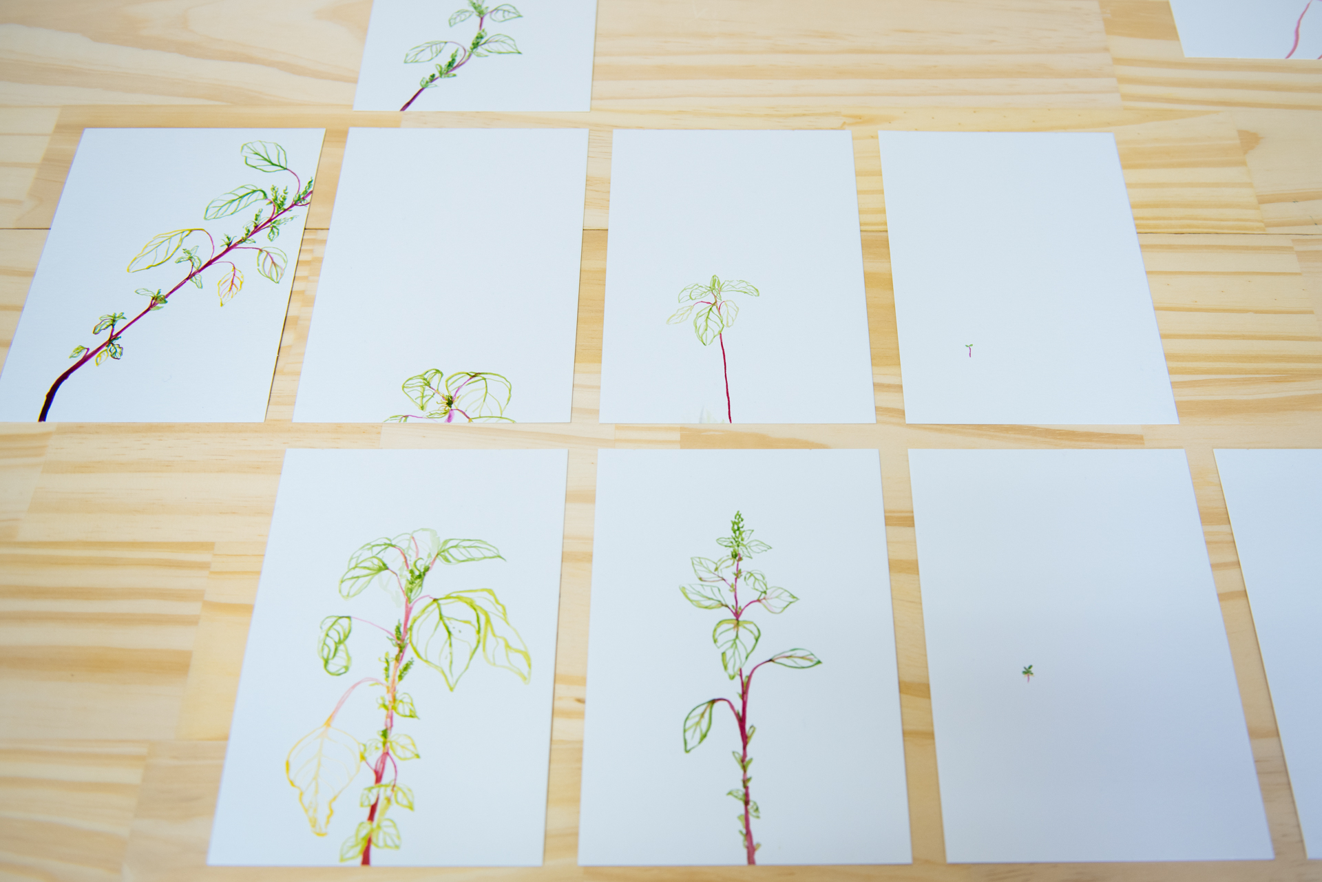 Field Drawings from Laboratory of Research in Plant Physiology and Molecular Biology at the National University of Litoral, Esperanza, Santa Fe Province