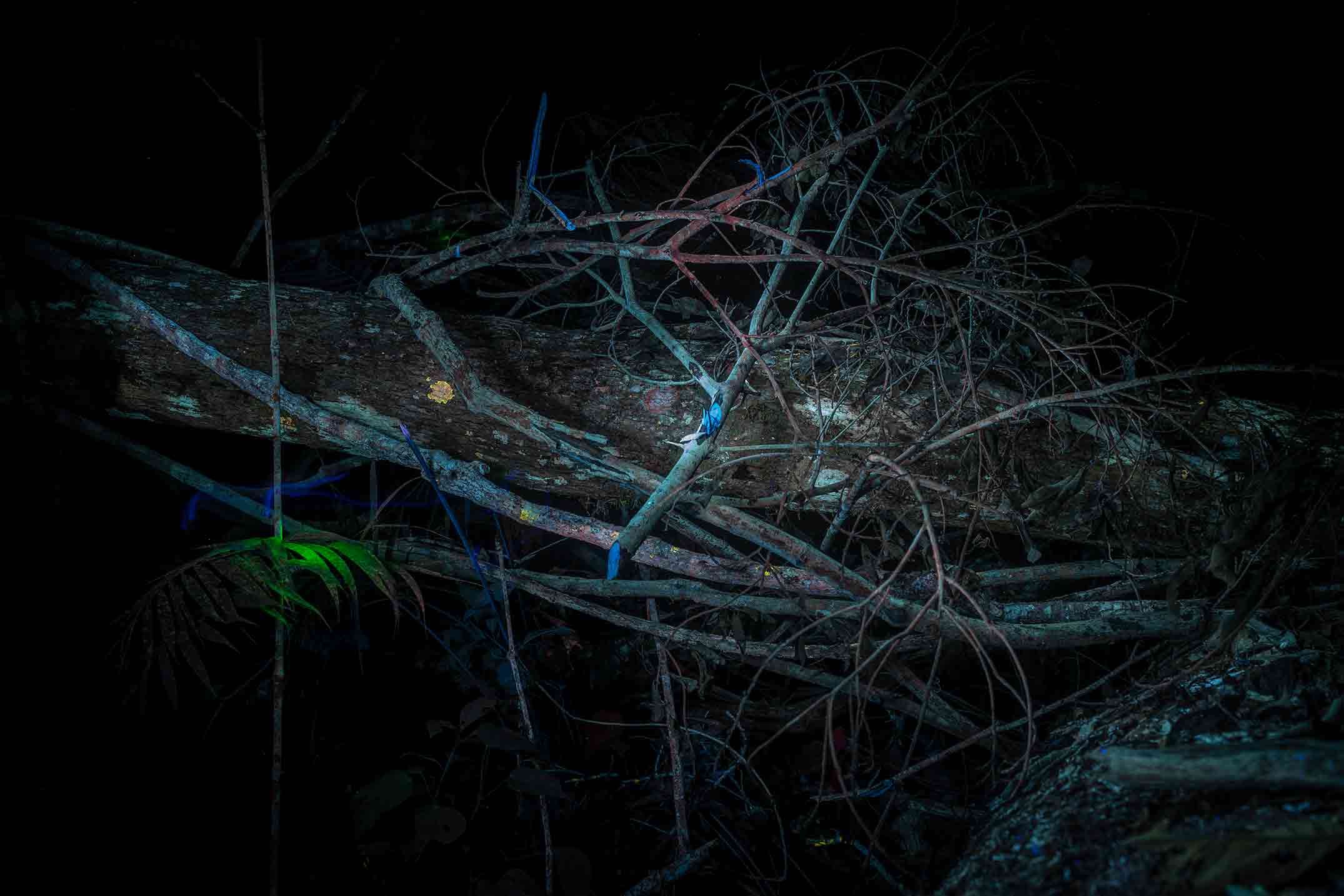 Almendrillo During the Night. UVIF Photo by Felipe Castelblanco. Camino Verde Reforestation Station, Peru 2022. 