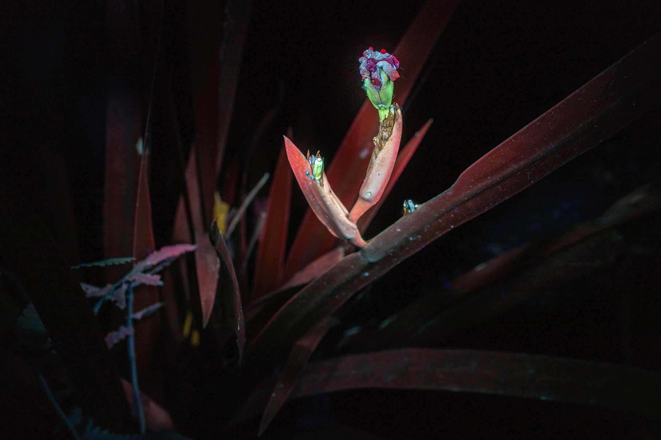 Pineapple Flower, UVIF Photo by Felipe Castelblanco. Camino Verde Reforestation Station, Peru 2022. 