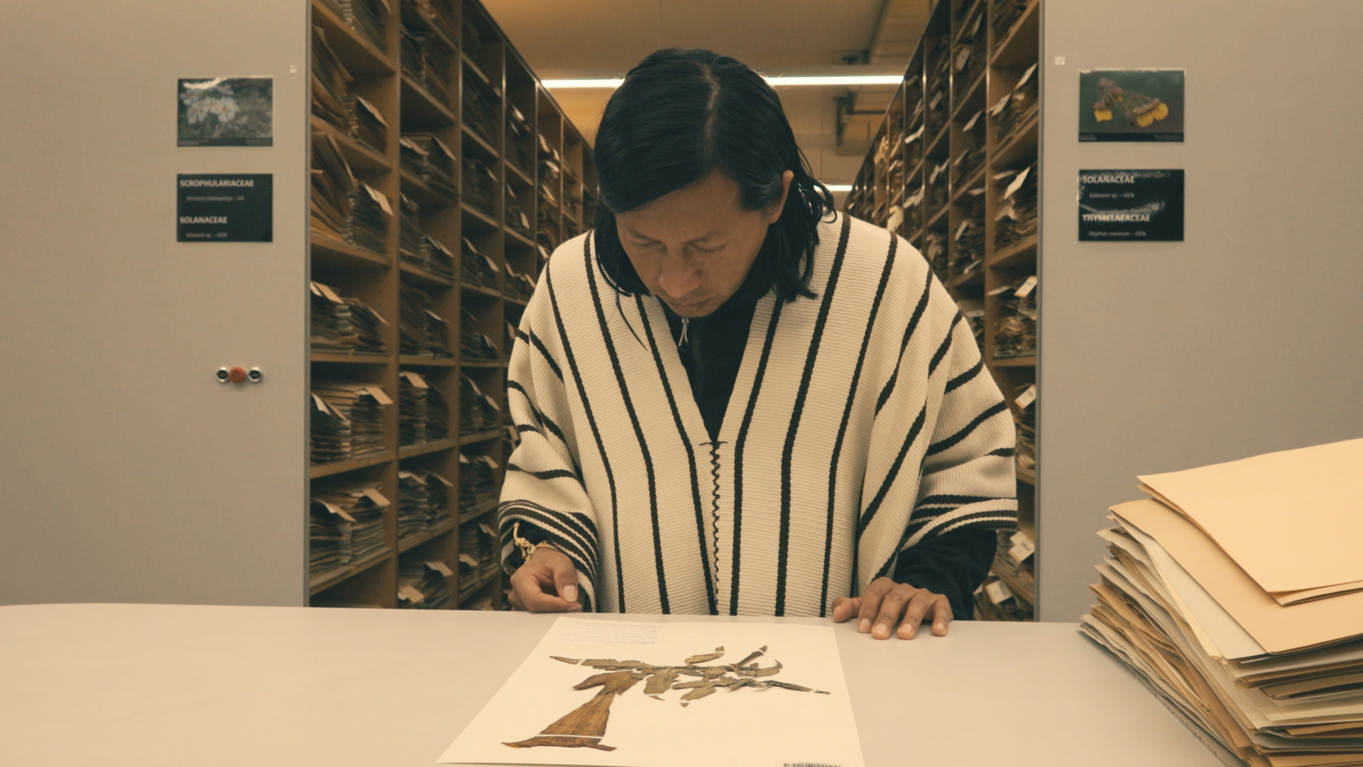 Still Image, Borrachero Dreams. 2025