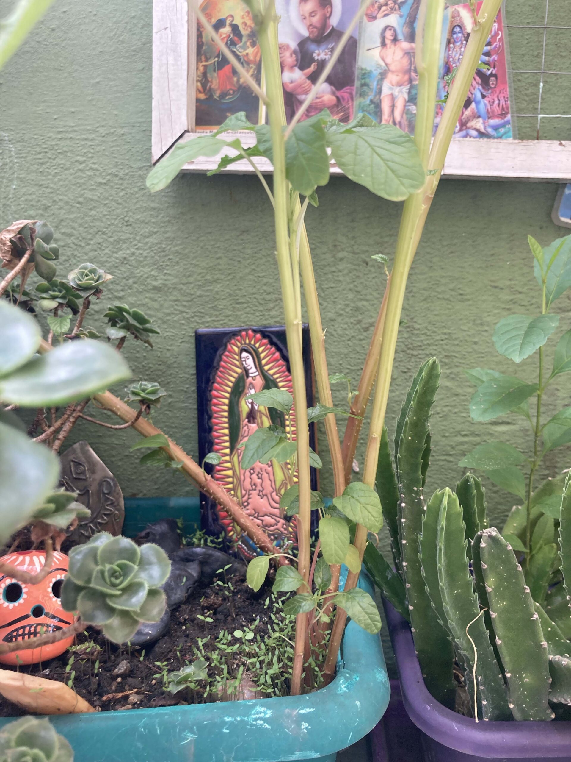 Small Amaranth plants growing at her courtyard. 