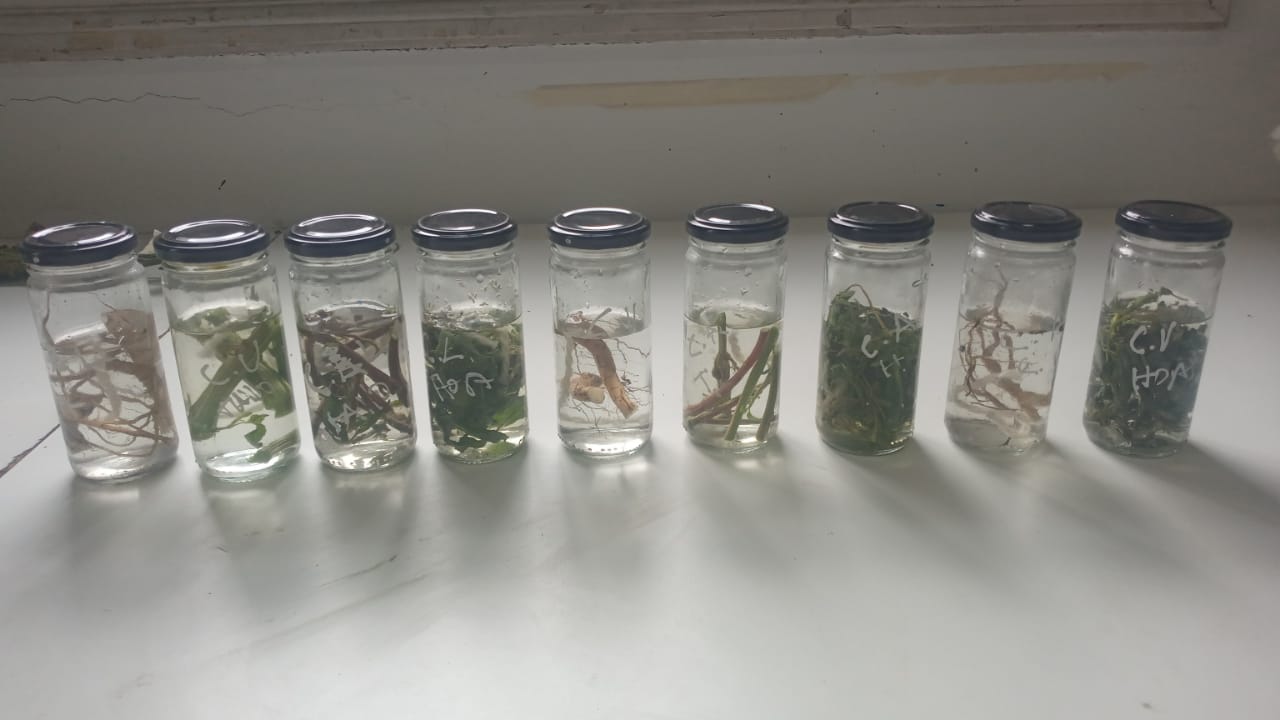 Initial tests at Lucila's studio