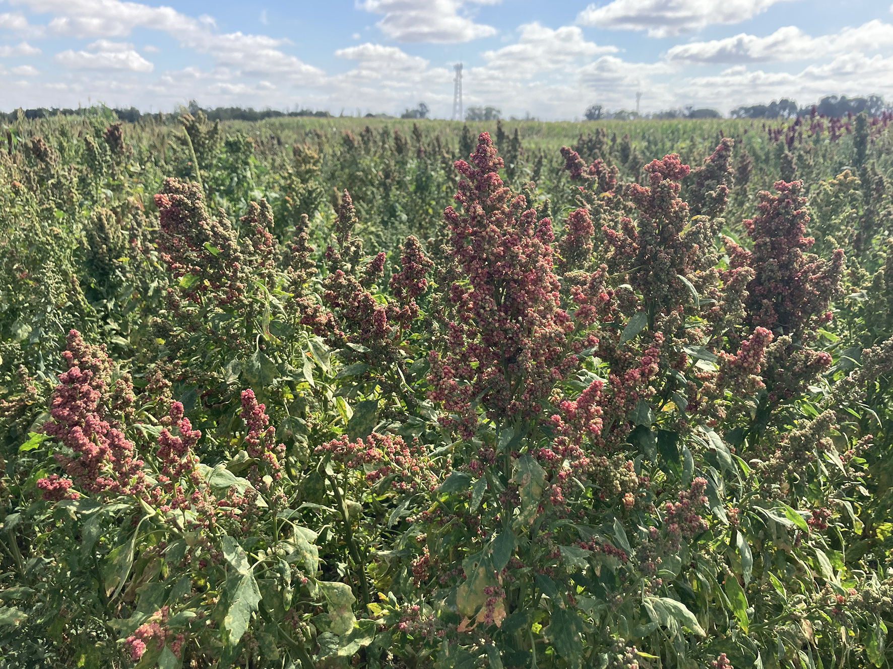 Peiretti's Amaranth experimental field, Universidad de Río Cuarto, Córdoba Province