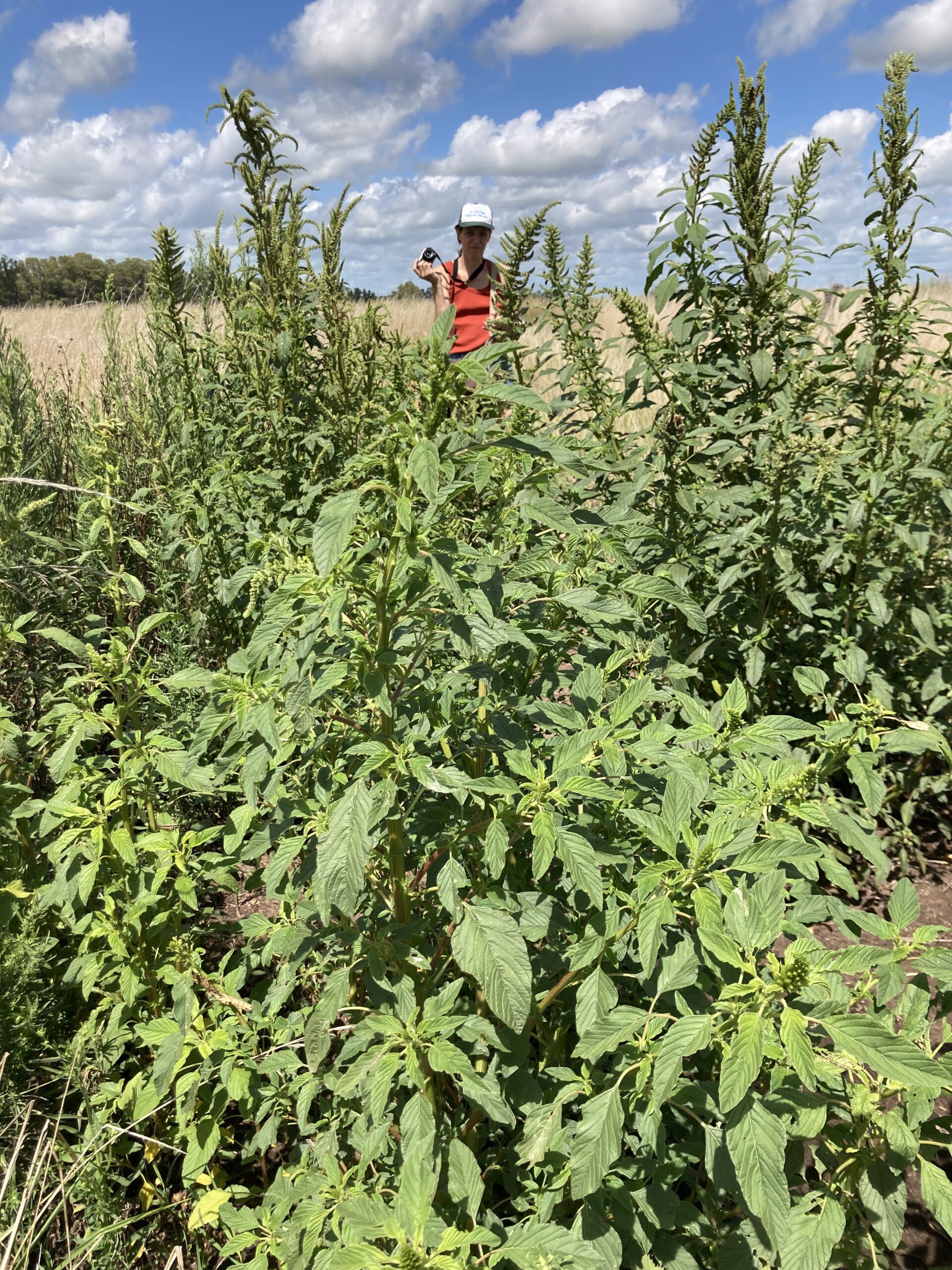 GM Soybean field from Laura Santos, Bolívar, Buenos Aires Province