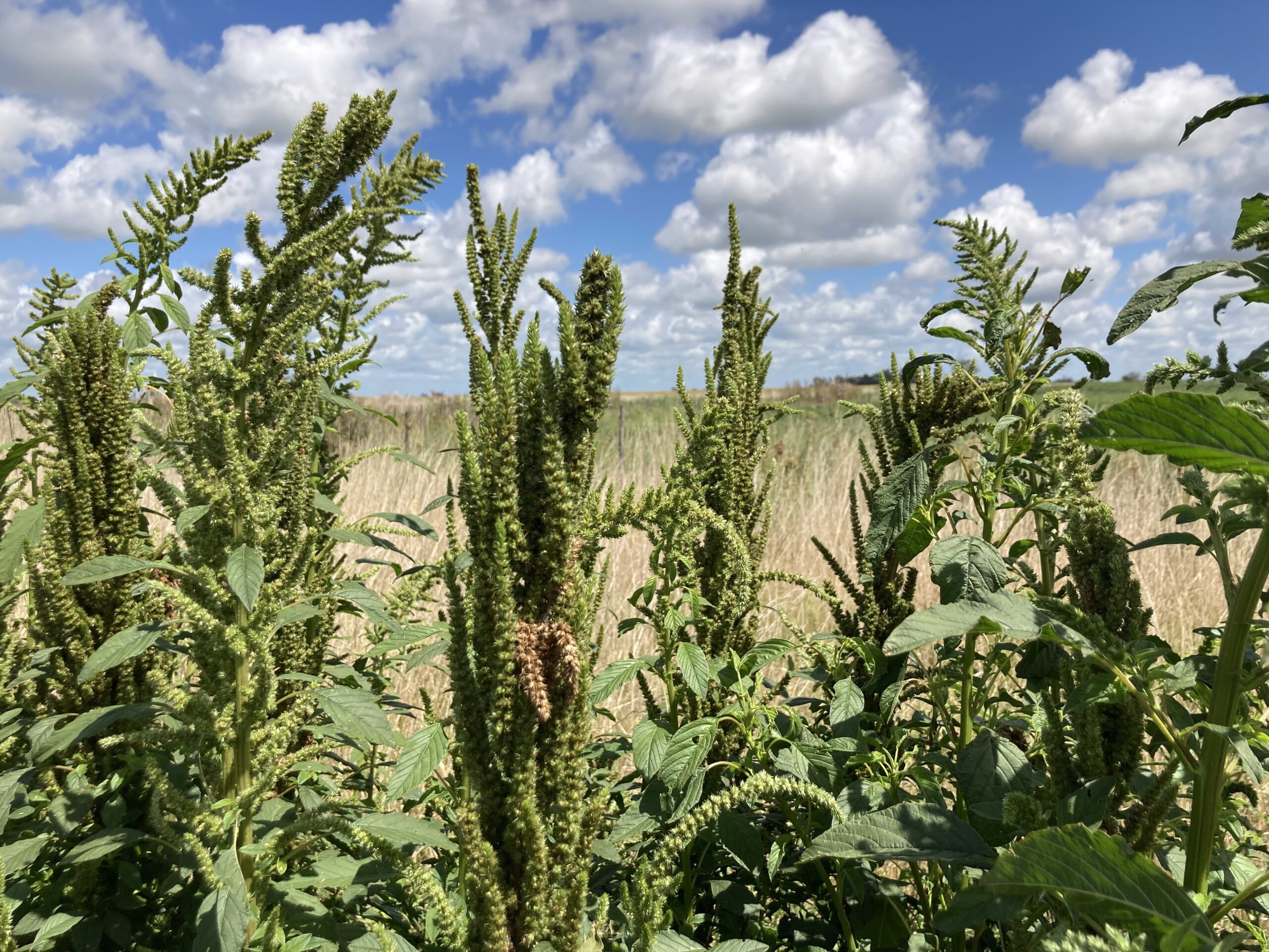 Amaranthus hybridus at GM Soybean field from Laura Santos