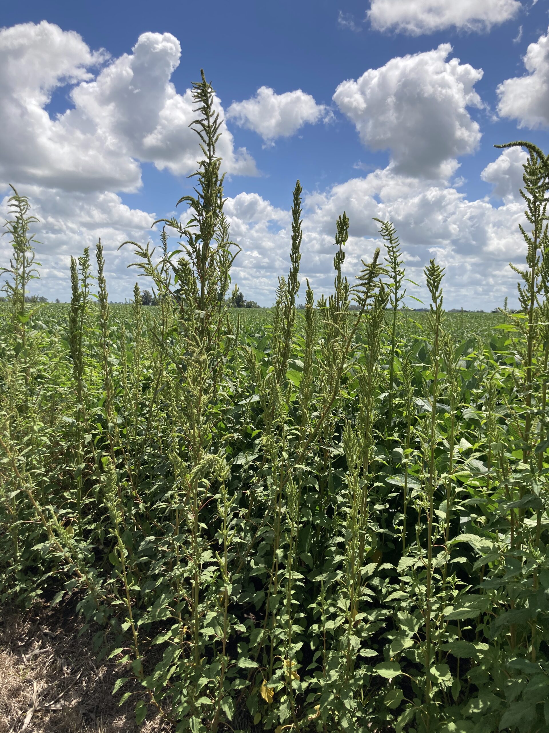 Amaranthus hybridus at GM Soybean field from Laura Santos