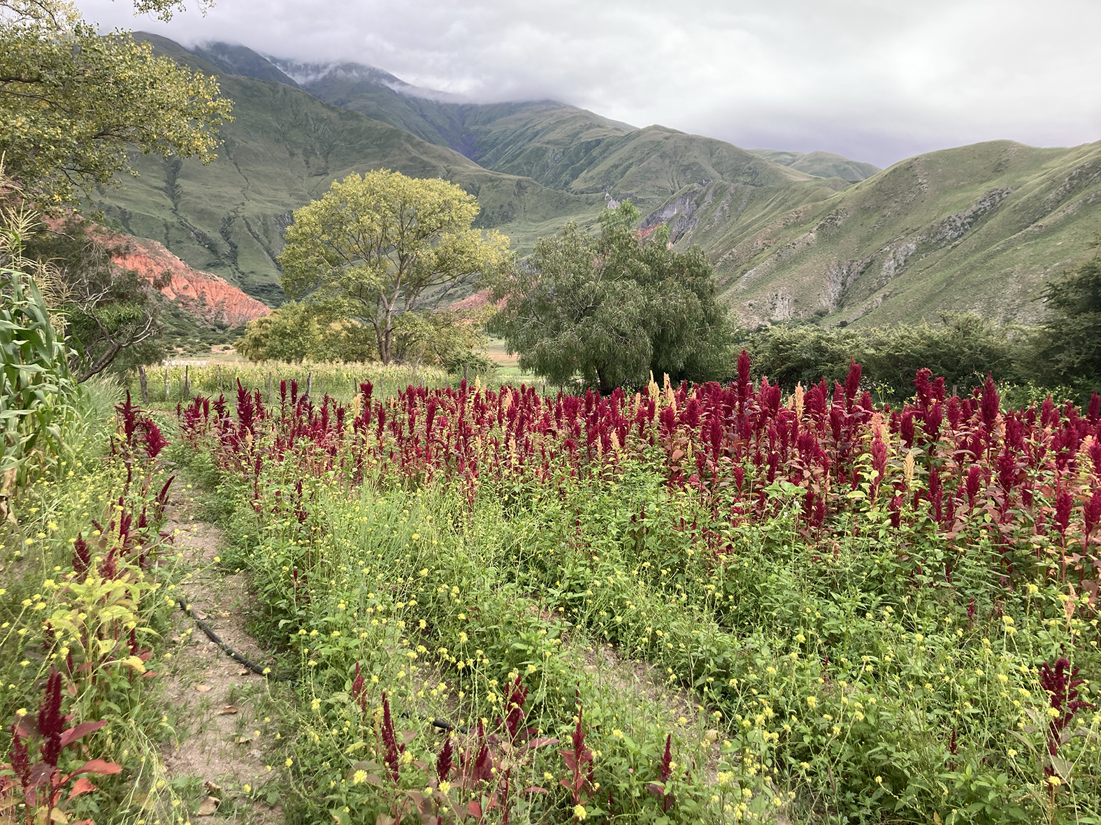 Ana Barcena's Agroecological Amaranthus cruentus field, Volcán, Jujuy Province