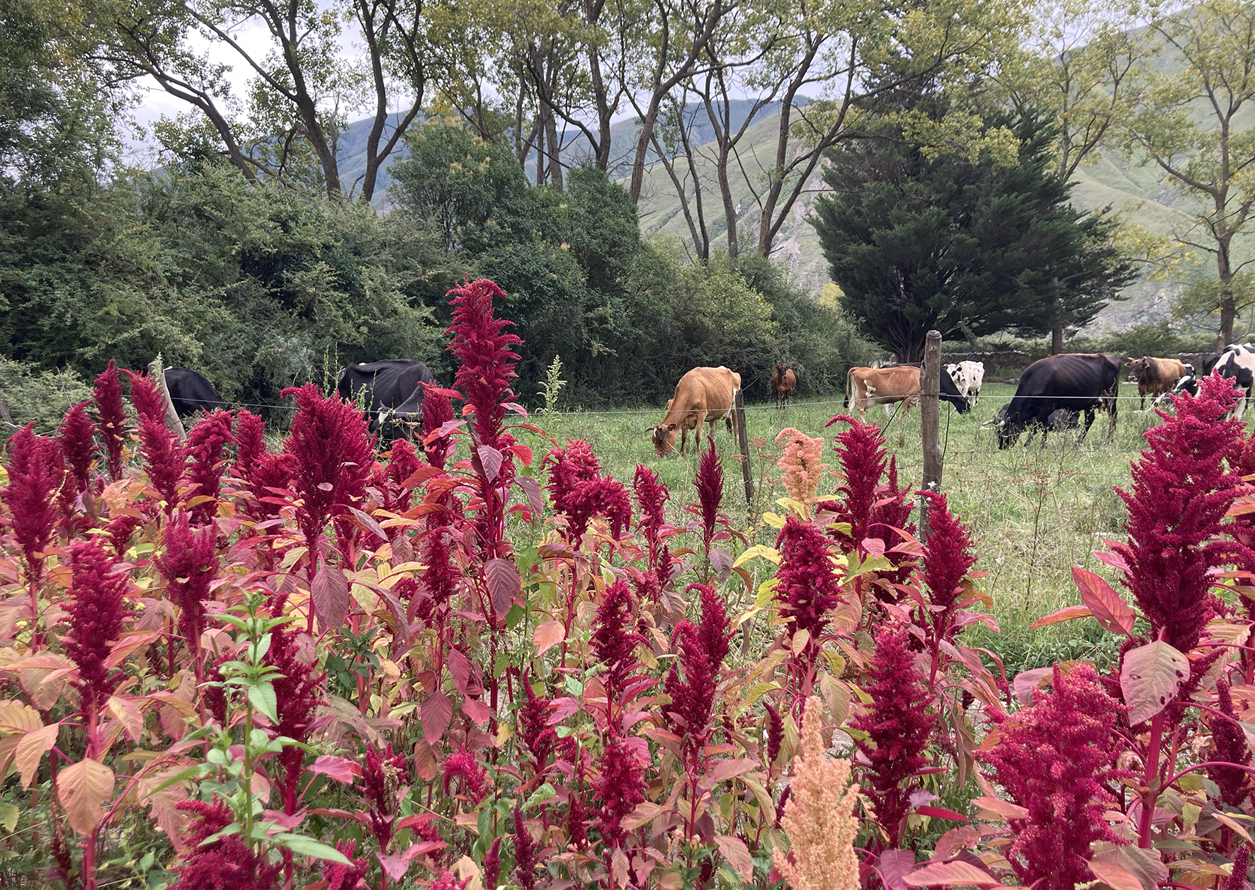 Ana Barcena's Agroecological Amaranthus cruentus field, Volcán, Jujuy Province