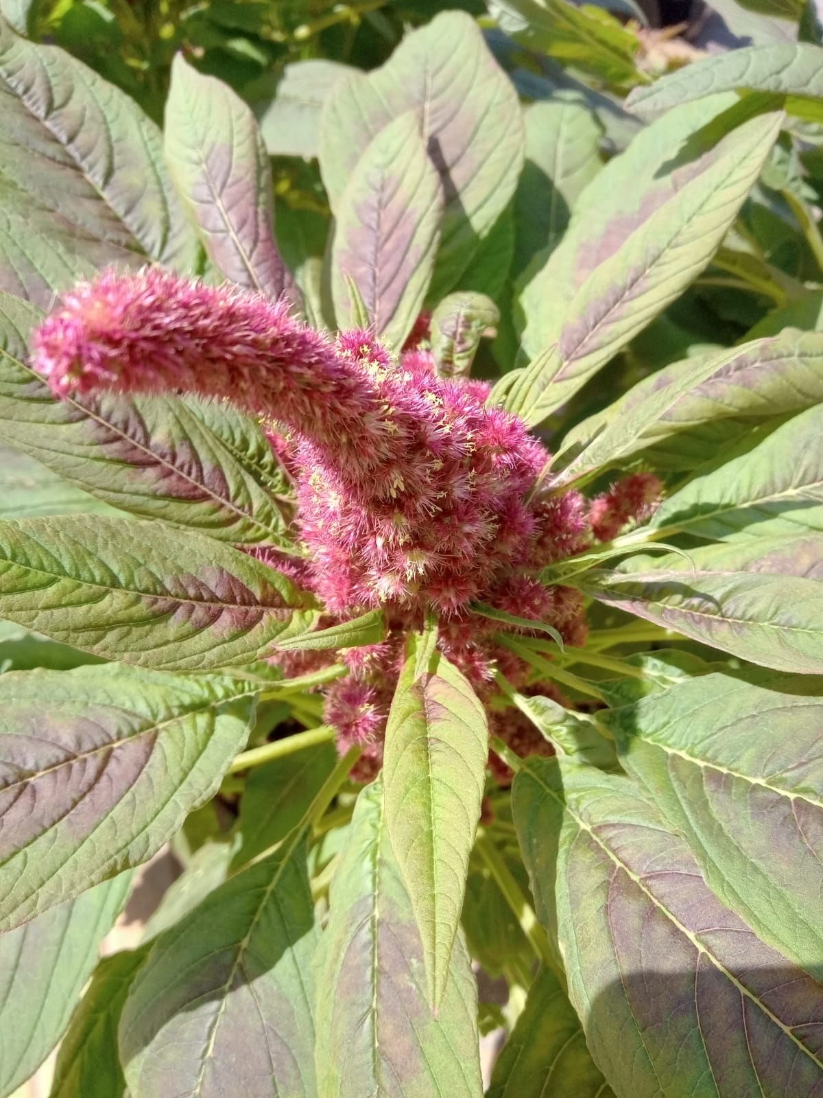 Amaranthus sp., photo by Florencia Cioccini, Olavarria, Buenos Aires Province