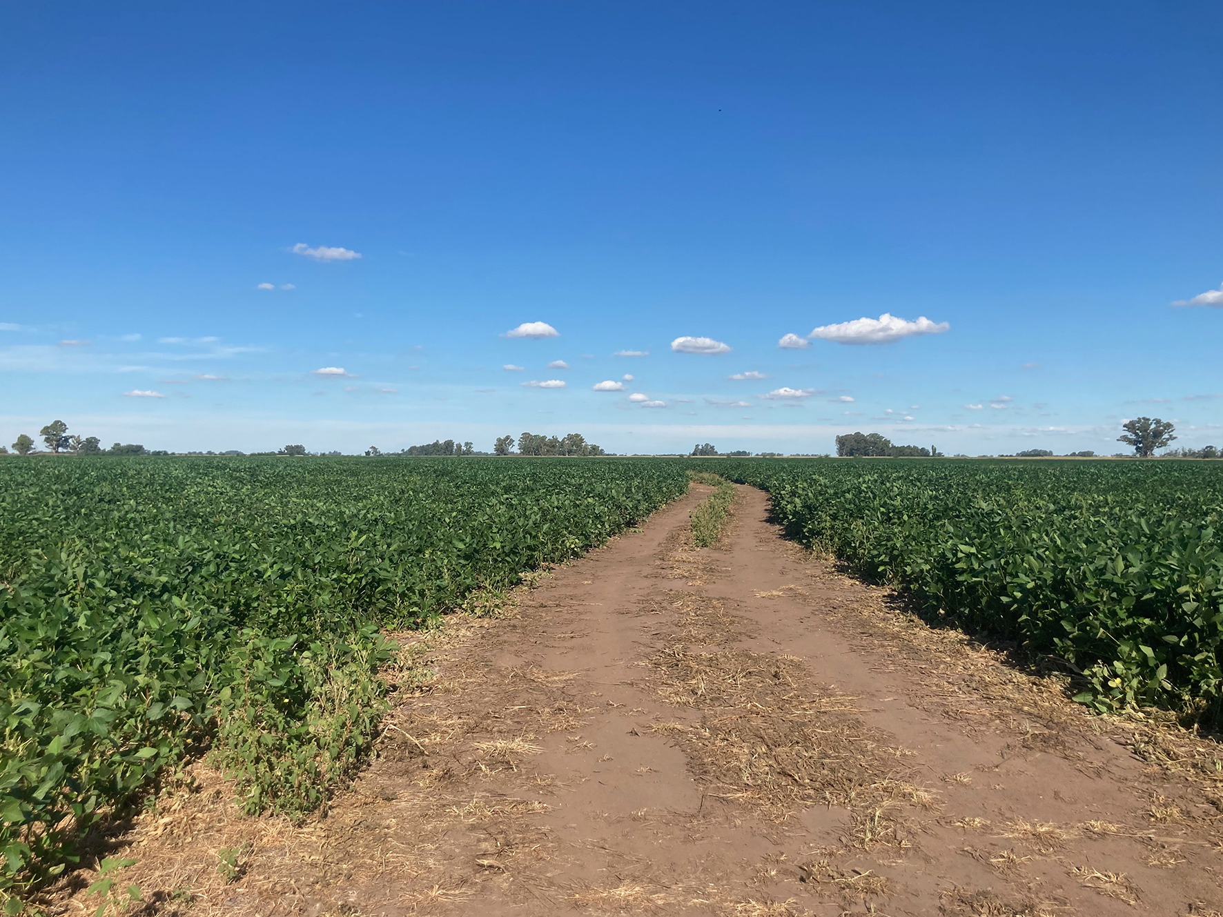 GM Soybean field from Laura Santos, Bolívar, Buenos Aires Province