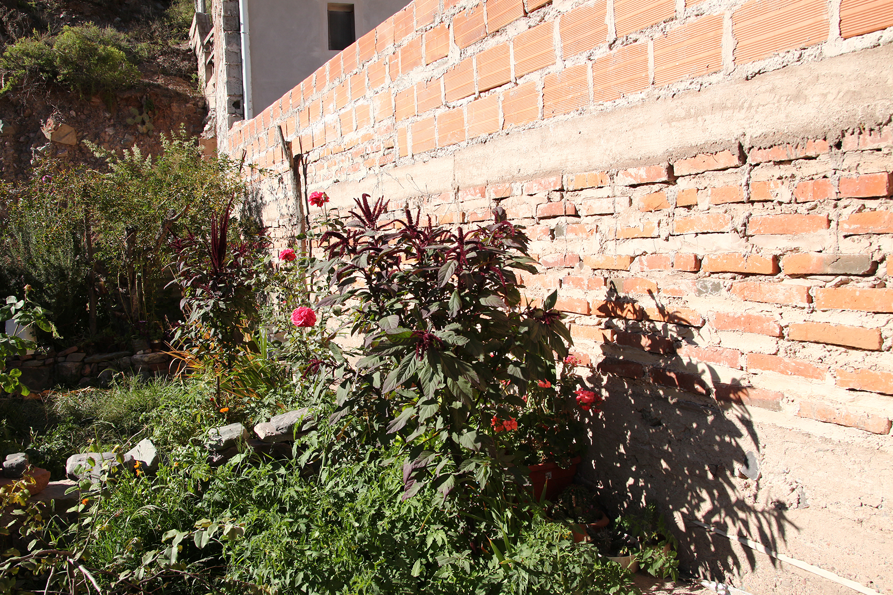 Aroma at Celestina Abalos's garden, Tumbaya, Jujuy Province