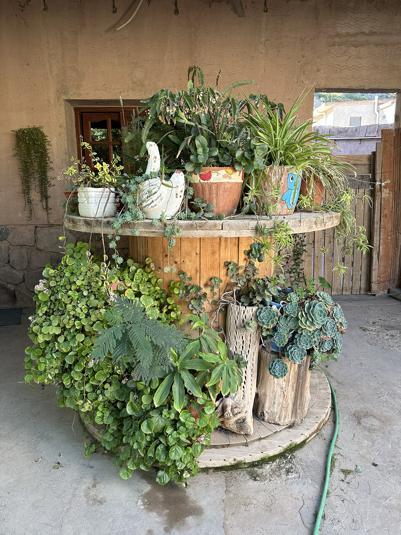 Celestina Abalos's garden, Tumbaya, Jujuy Province