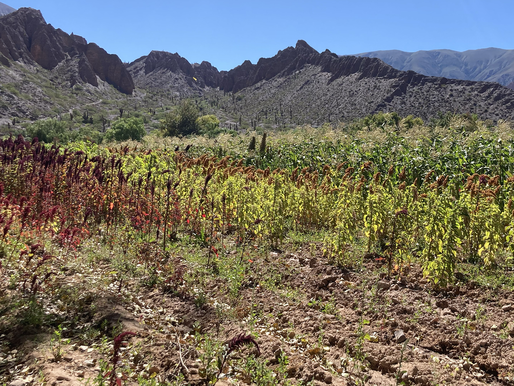 Amaranth field, IPAF, Hornillos, Jujuy Province