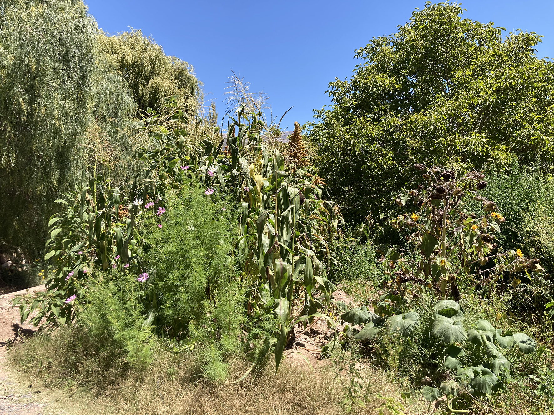 Javier Rodríguez's polyculture garden, Tilcara, Jujuy Province