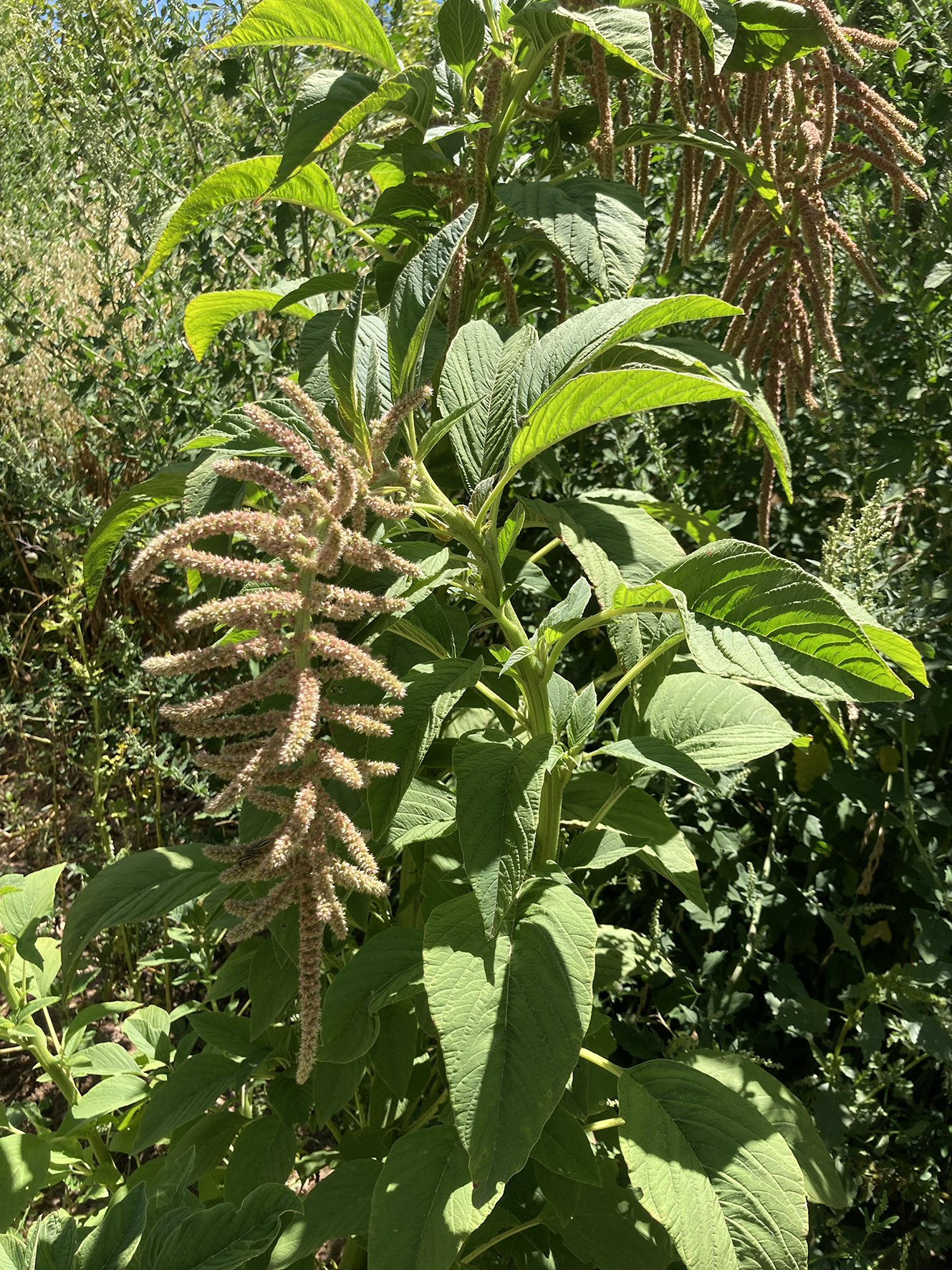 Amaranthus caudatus, Javier Rodríguez's polyculture garden, Tilcara, Jujuy Province