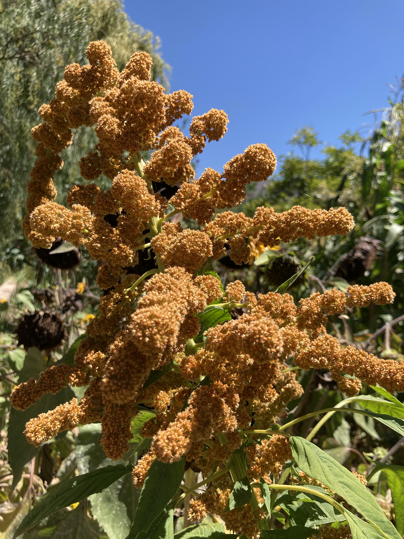 Amaranthus mantegazzianus, Javier Rodríguez's polyculture garden, Tilcara, Jujuy Province
