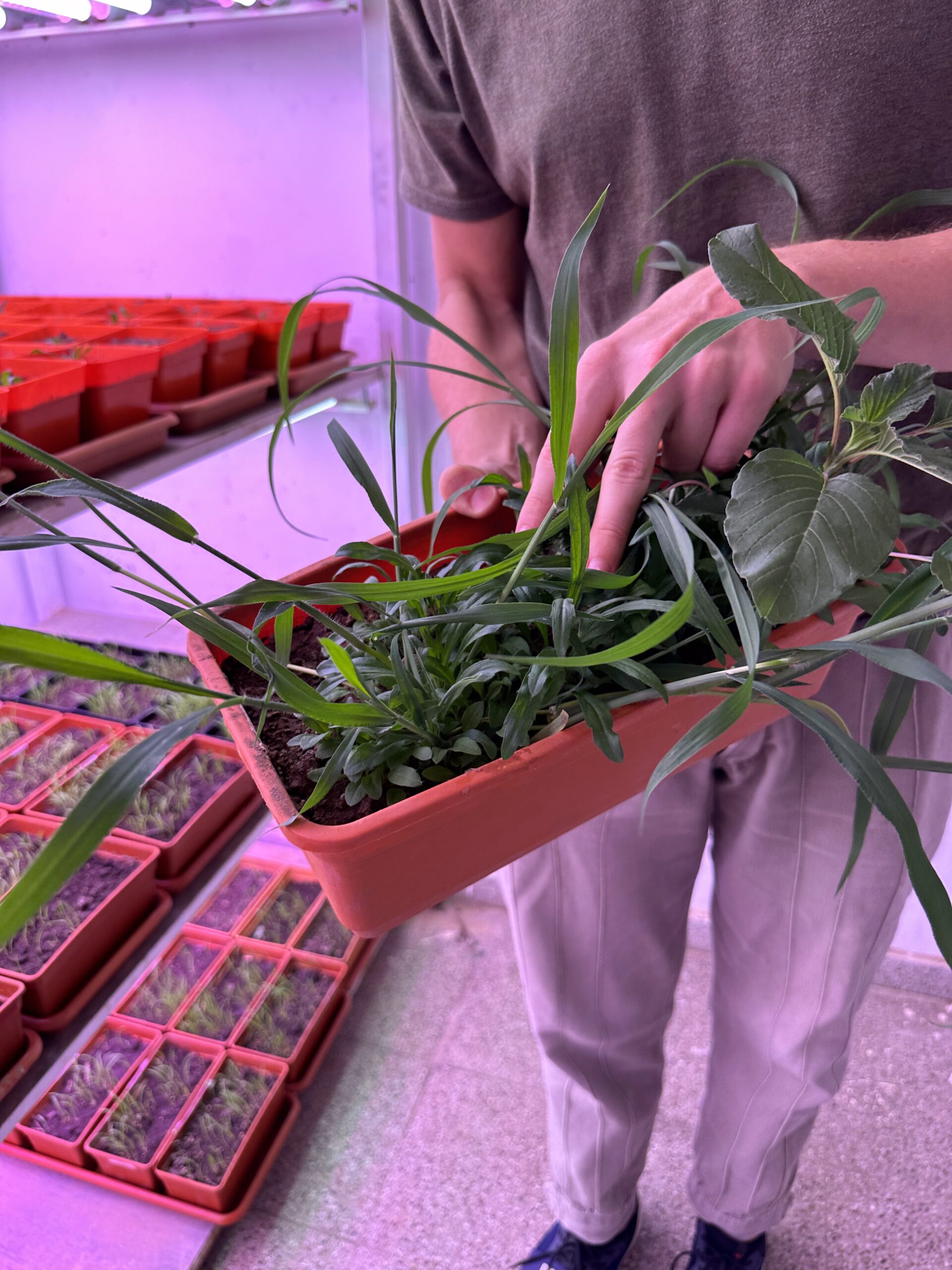 Resistant weeds, MEP, Universidad Nacional del Litoral