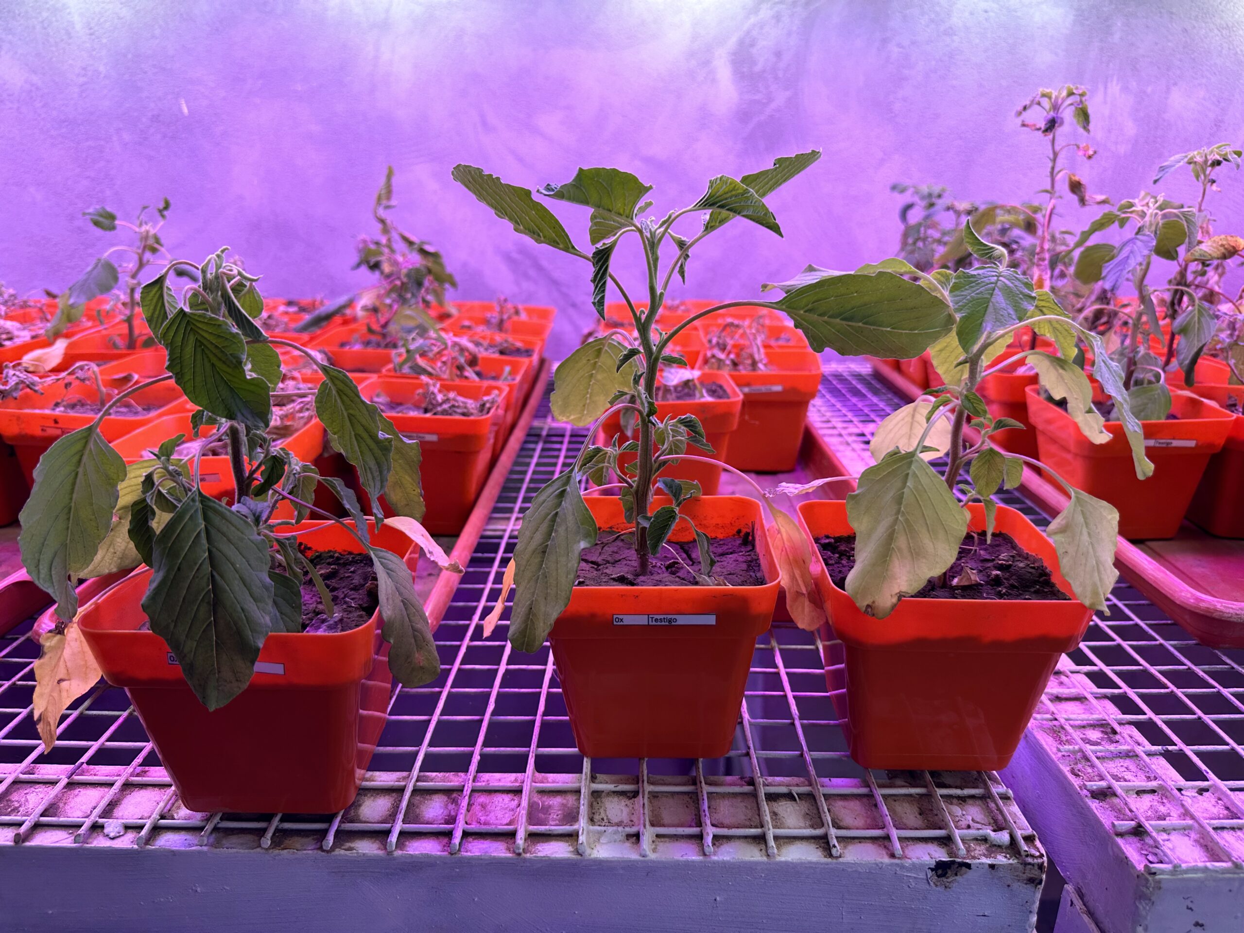 Amaranthus hybridus, MEP, Universidad Nacional del Litoral
