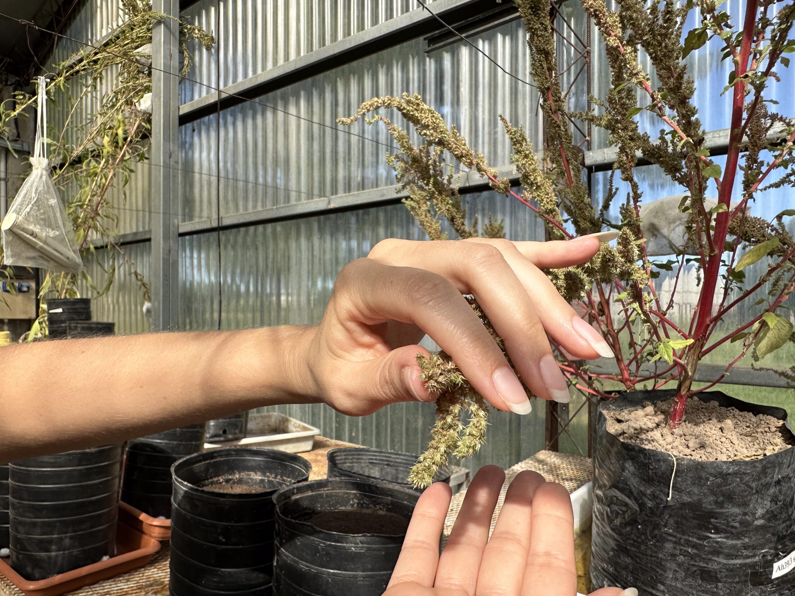 Amaranthus hybridus seeds, greenhouse, Universidad Nacional del Litoral