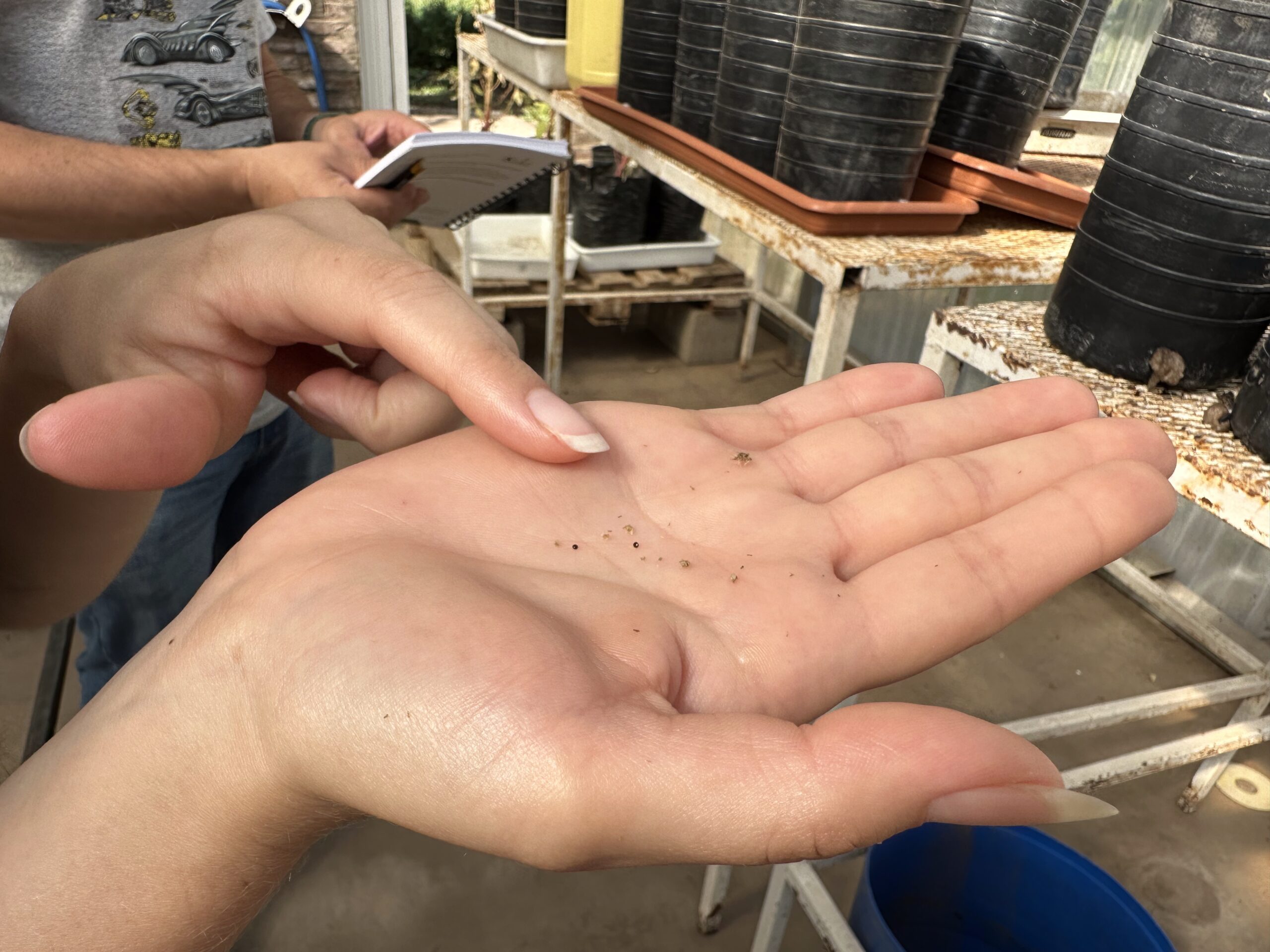 Amaranthus hybridus seeds, greenhouse, Universidad Nacional del Litoral