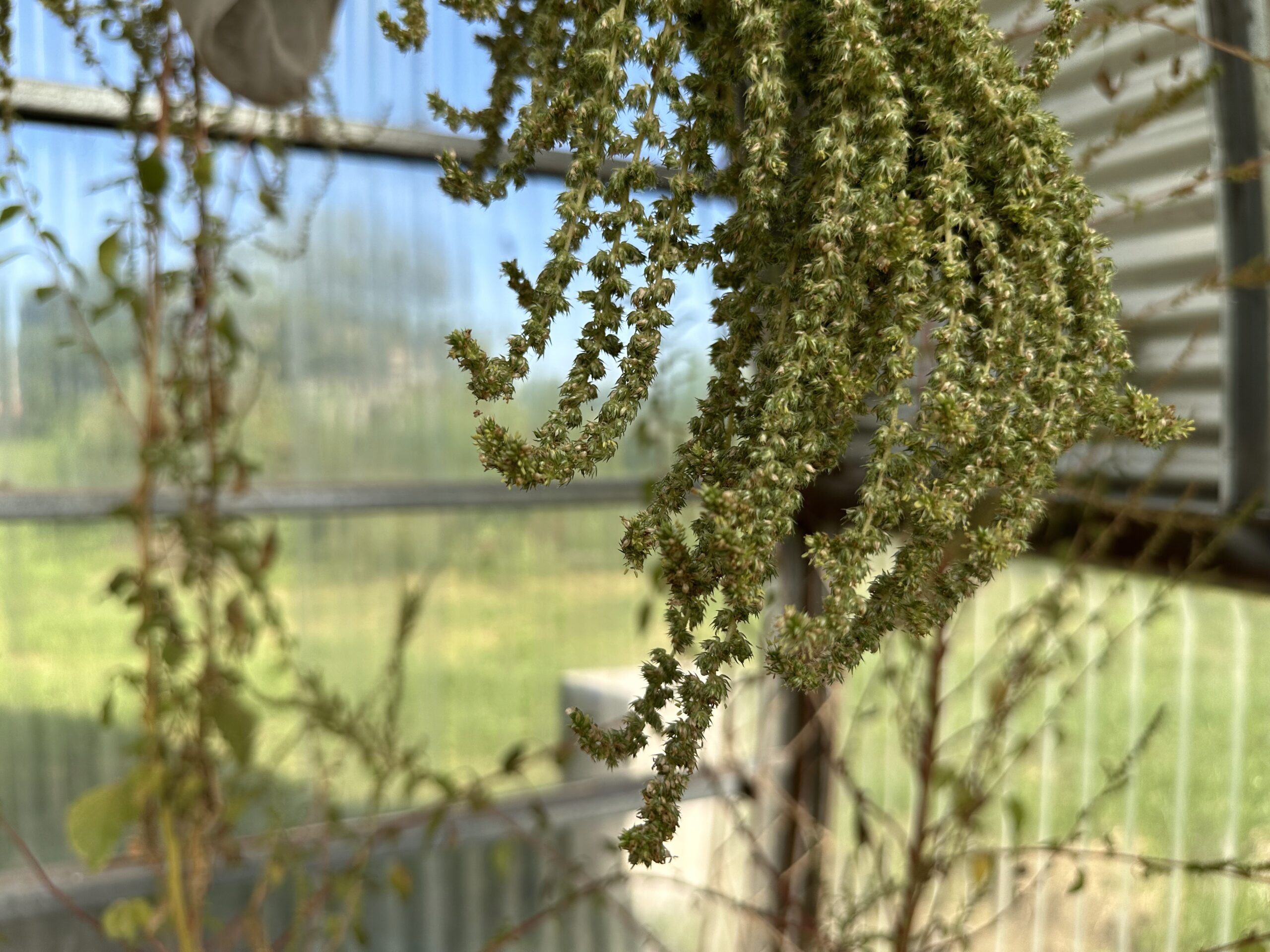 Amaranthus hybridus, greenhouse, Universidad Nacional del Litoral