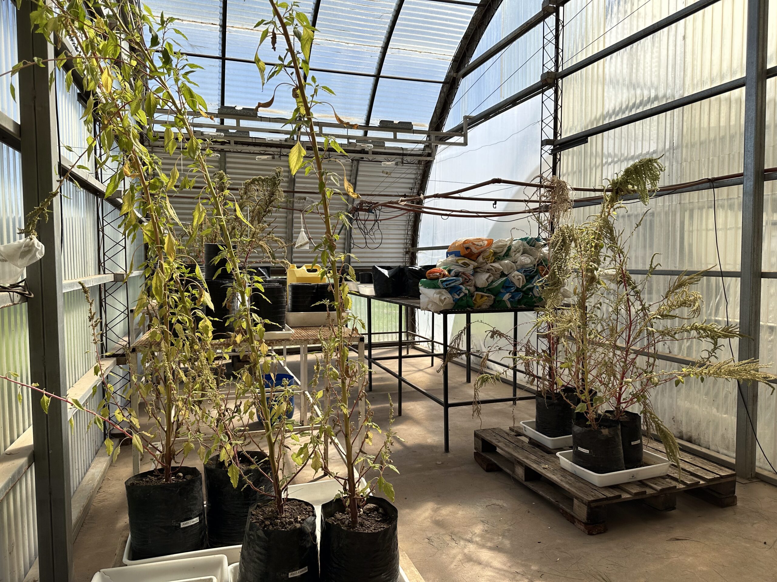 Amaranthus hybridus plants from Ana Schneider's doctoral research, greenhouse, Universidad Nacional del Litoral