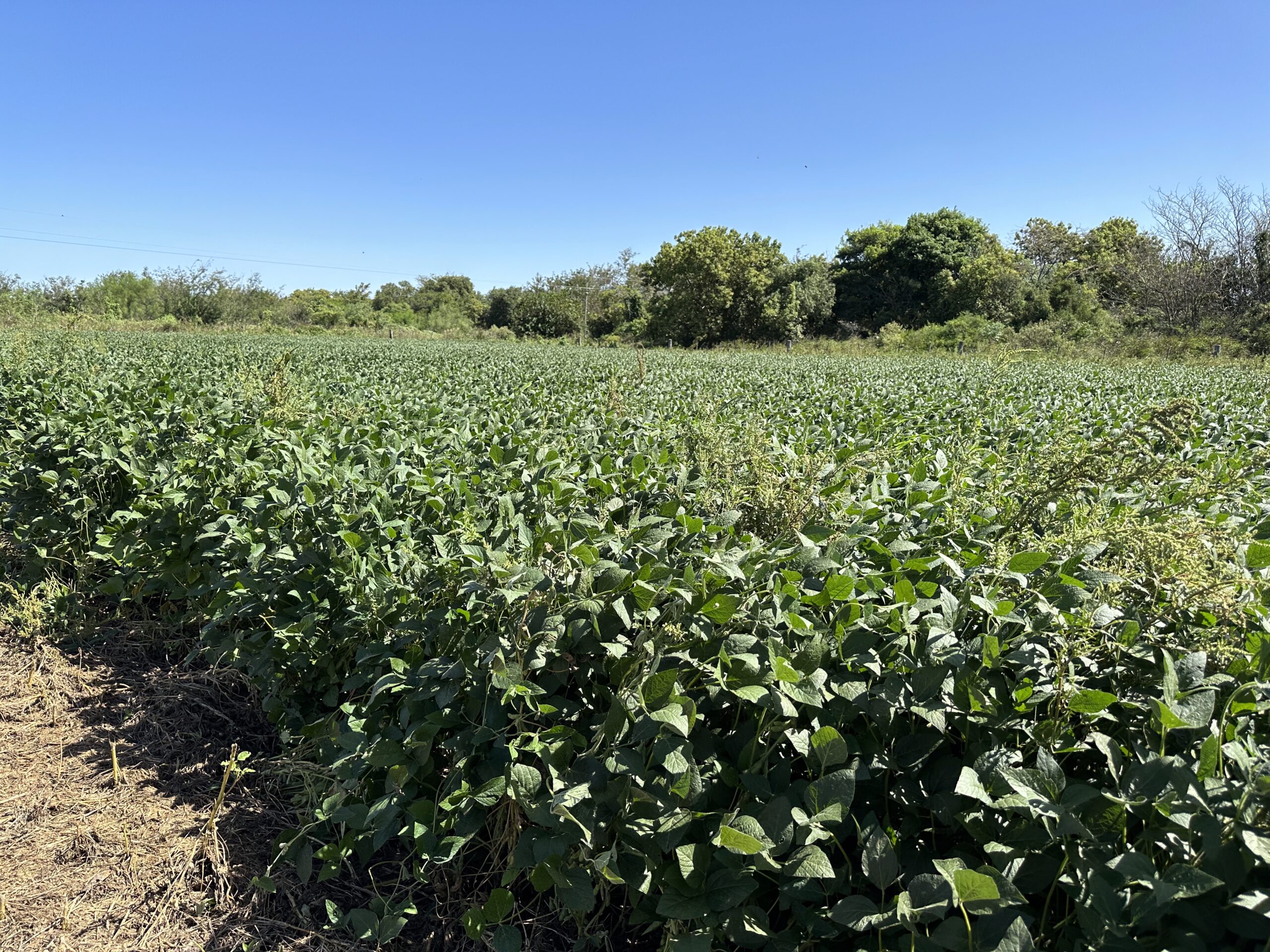 GM soybean experimental field, Universidad Nacional del Litoral