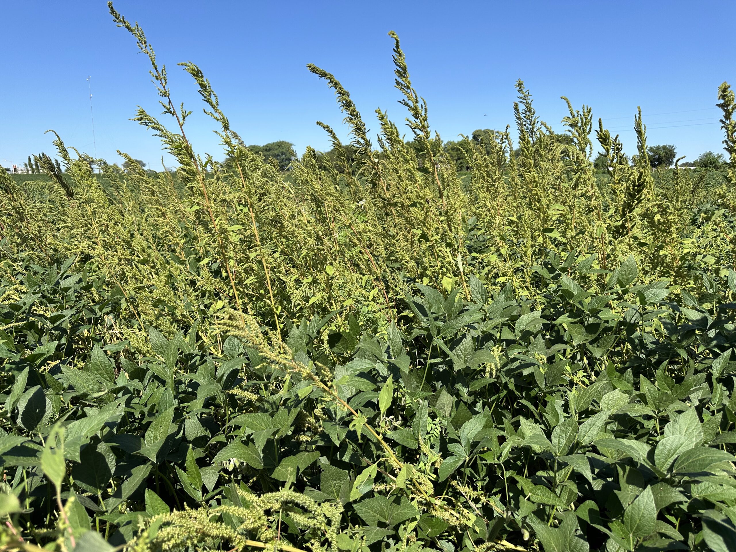 Amaranthus hybridus, GM soybean experimental field, Universidad Nacional del Litoral