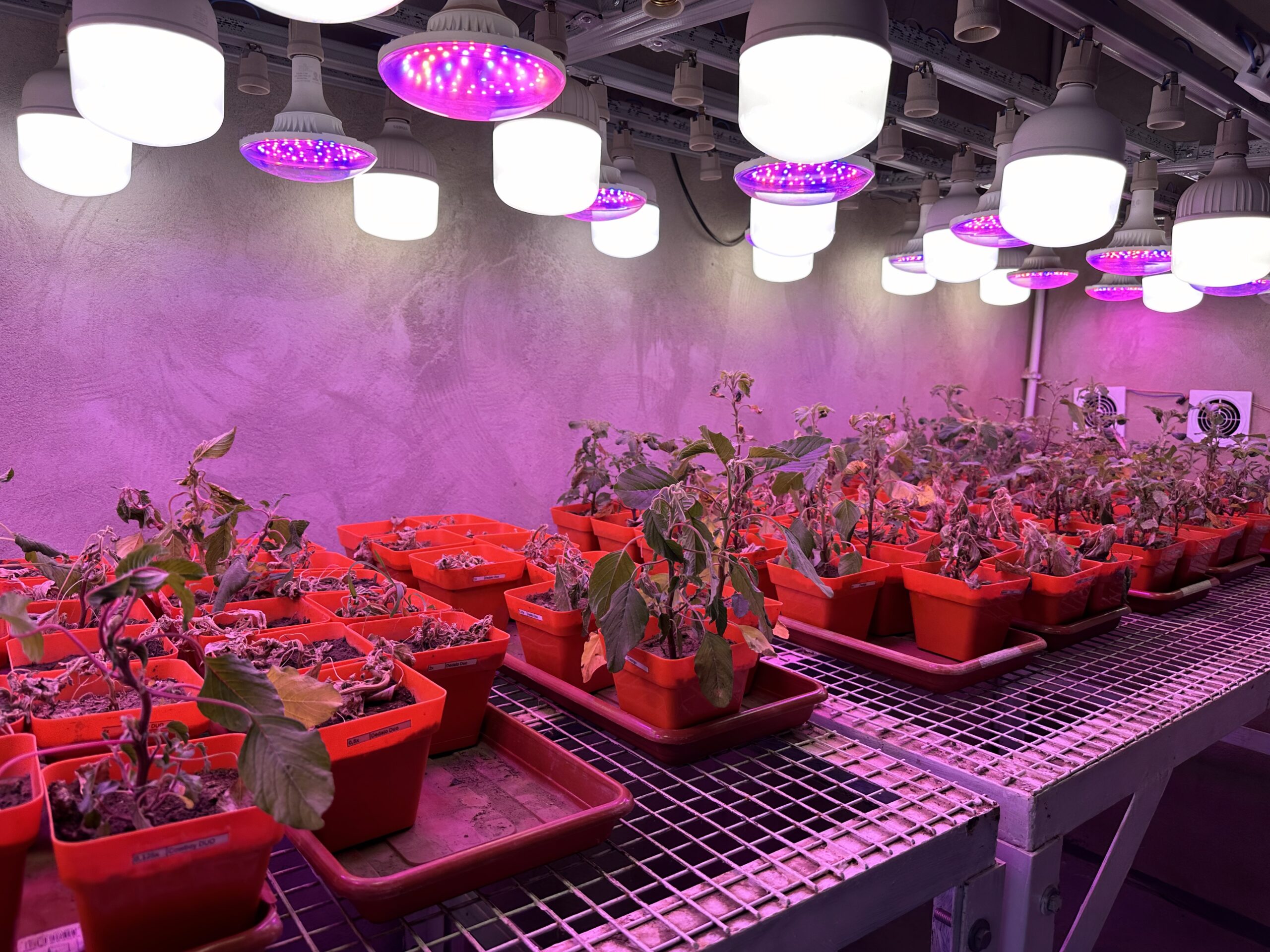MEP, Laboratory for the Analysis and Modeling of the Structure of Cultivated Plants and Weeds, Universidad Nacional del Litoral