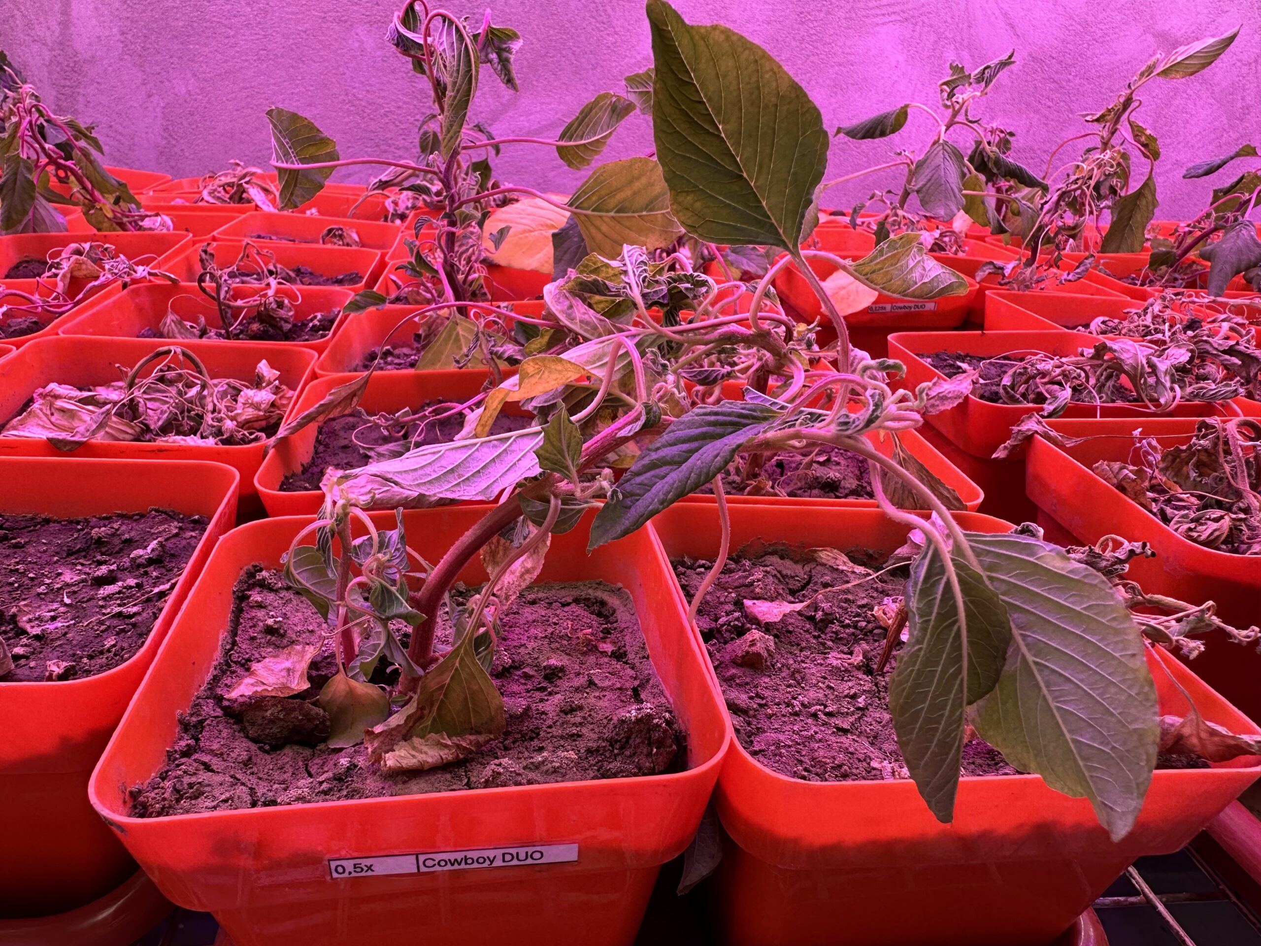 Amaranthus hybridus, MEP, Universidad Nacional del Litoral